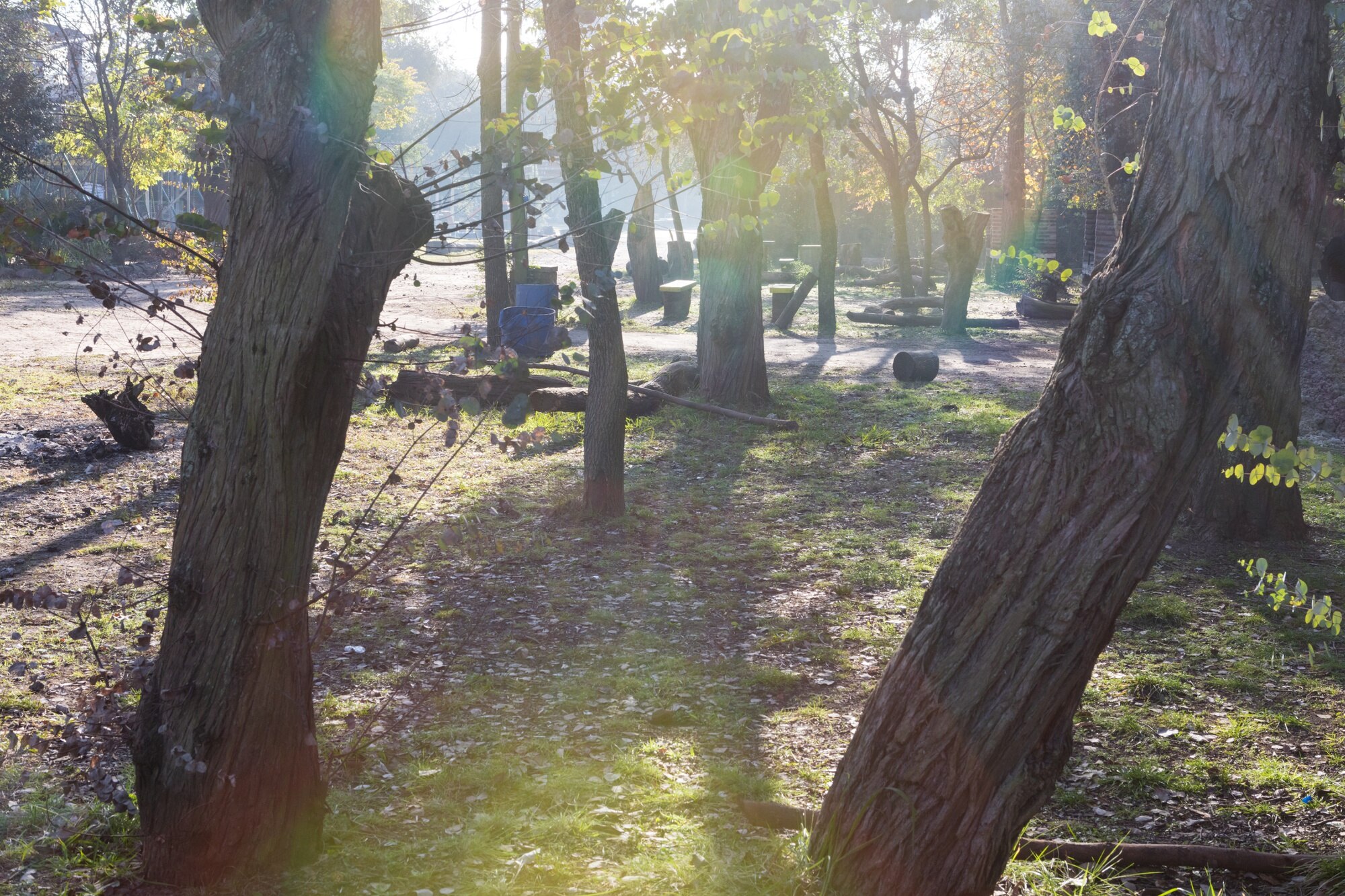 Bosque sereno